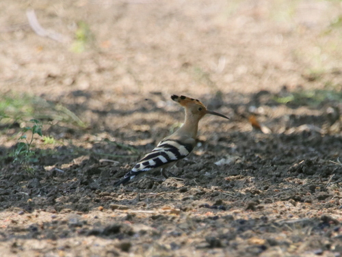 Common Hoopoe