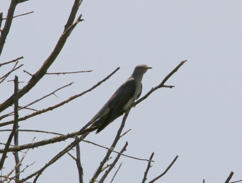 Common Cuckoo