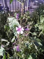 Malva sylvestris