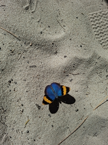 Gold-banded Forester