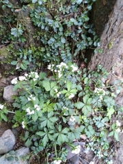 Sanicula petagnioides