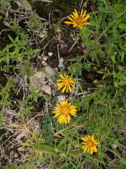 Grindelia inuloides
