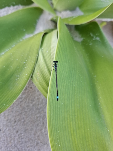Common Bluetail