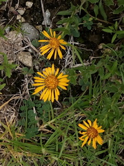 Grindelia inuloides