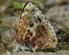 Catapaecilma major