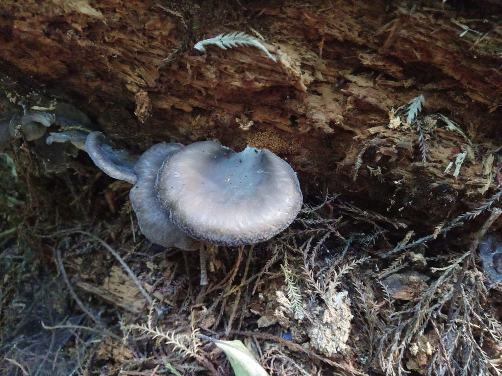 Pleurotus purpureo-olivaceus from Te Awamutu, New Zealand on April 29 ...