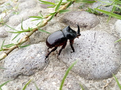 Xyloryctes thestalus