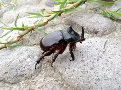 Xyloryctes thestalus