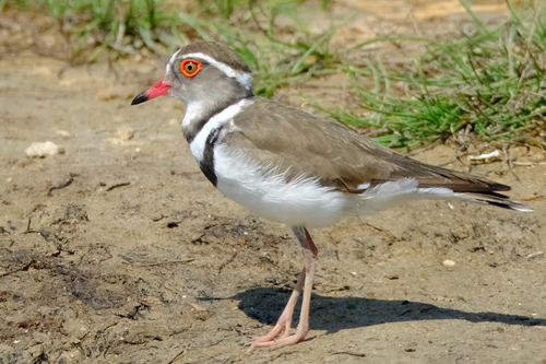 iNaturalist image
