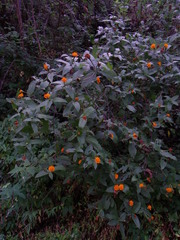 Lasianthaea macrocephala