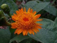 Lasianthaea macrocephala