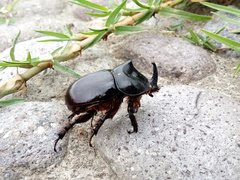 Xyloryctes thestalus