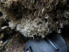 Lentaria glaucosiccescens