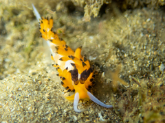 Favorinus tsuruganus