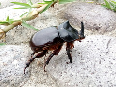 Xyloryctes thestalus