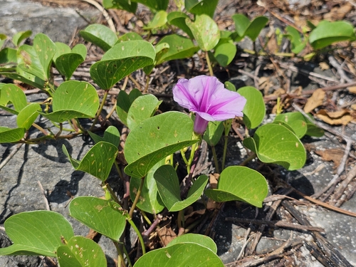 Ipomoea pes-caprae observed 2026-07-18