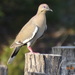 Western White-winged Dove - Photo (c) Edith Bergquist, some rights reserved (CC BY-NC), uploaded by Edith Bergquist
