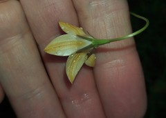 Wahlenbergia luteola