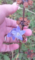 Wahlenbergia luteola