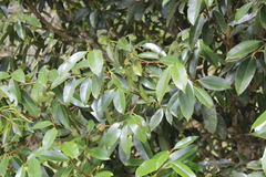 Calophyllum brasiliense