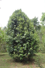 Calophyllum brasiliense