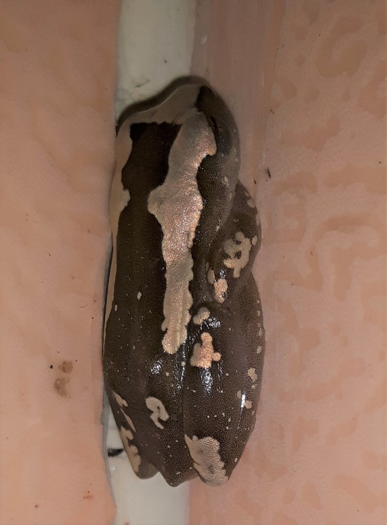 Schiotz's Reed Frog