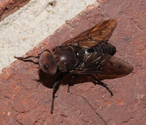 Tabanus proximus photo 3