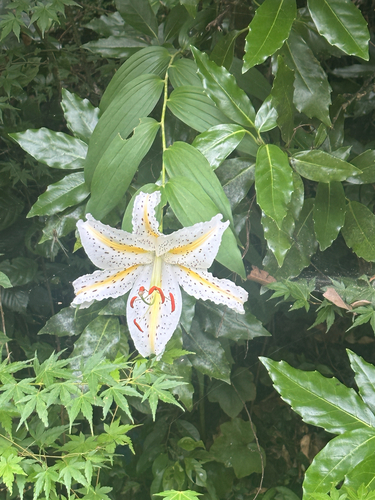 Lilium auratum, photograph 6