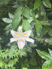 Lilium auratum, photograph (c) 岸本年郎, some rights reserved (CC BY)