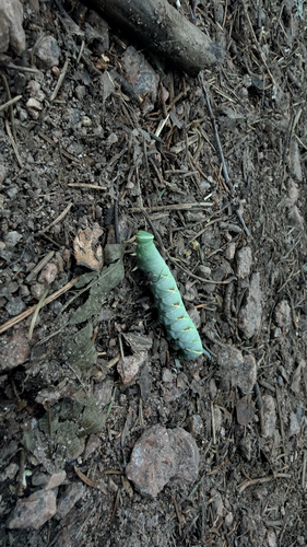 Lime Hawkmoth