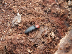 Ampedus rubricollis