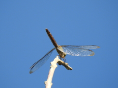 Brachymesia