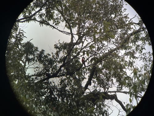 Purple-naped Lory (Lorius domicella), photo 1