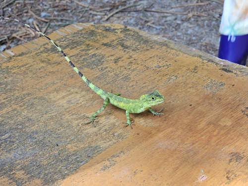 Okinawa Tree Lizard, Okinawa, JP, photo 9 of 10