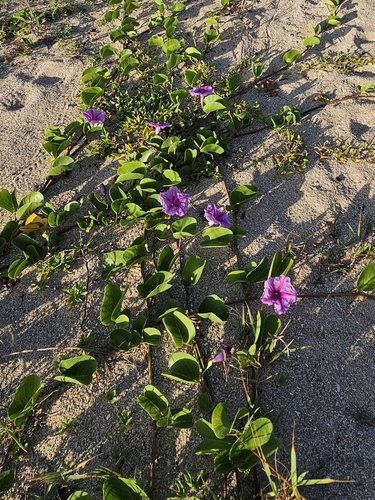 Ipomoea pes-caprae observed 2026-07-19