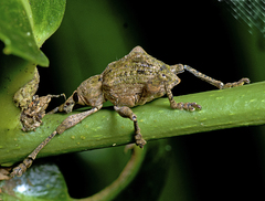 Eurychirus bituberculatus