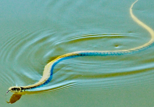grass snake
