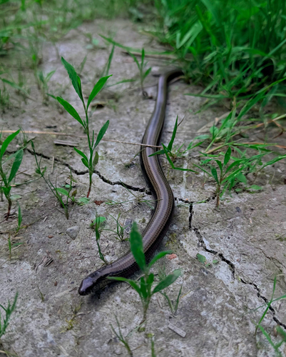 Common Slowworm