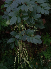 Rhus jaliscana