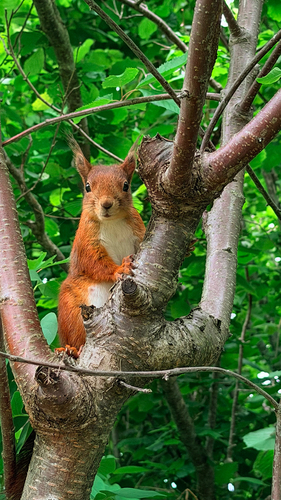 Eurasian Red Squirrel