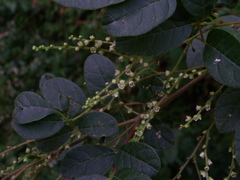 Rhus jaliscana
