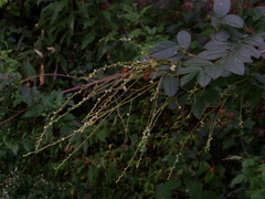 Rhus jaliscana