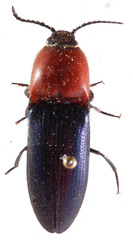 Lampropsephus