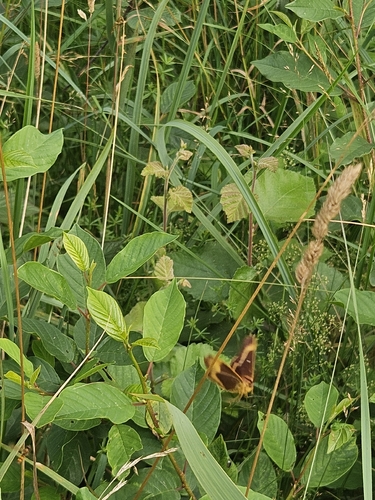 Oak Eggar