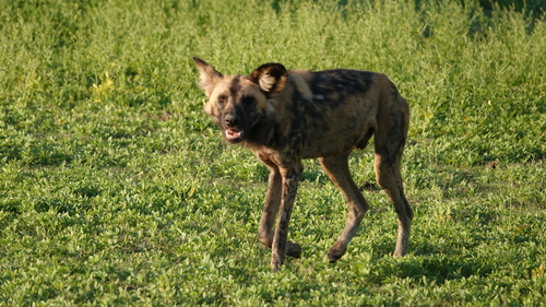 Cape Wild Dog