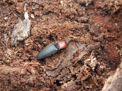 Ampedus rubricollis