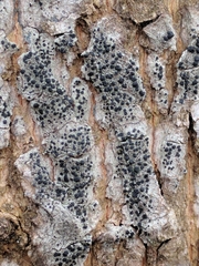 Lecidella