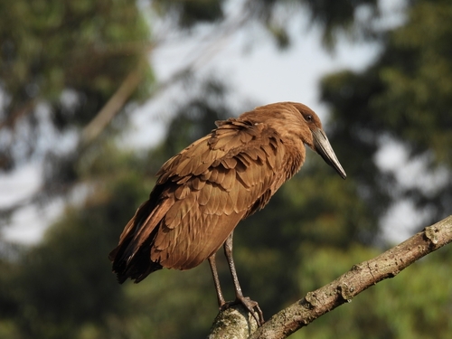 iNaturalist image