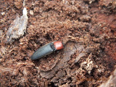 Ampedus rubricollis