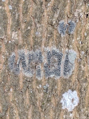 Lecidella